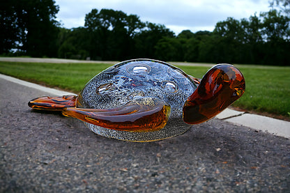 Turtle Amber Black
